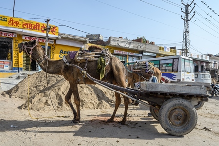 Working Indian camel with cart used to transport sand in the construction industry, Jaipur, India, 2022