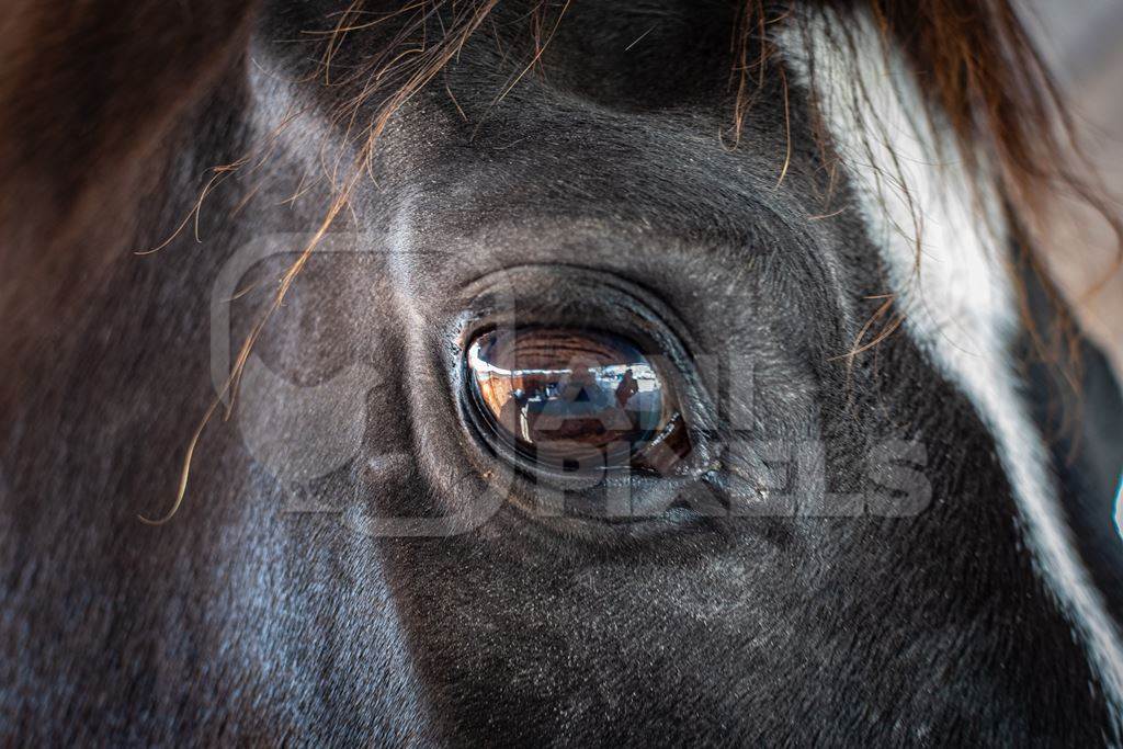 Close up of eye of Indian horse at Nagaur Cattle Fair, Nagaur, Rajasthan, India, 2022