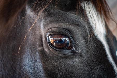 Close up of eye of Indian horse at Nagaur Cattle Fair, Nagaur, Rajasthan, India, 2022