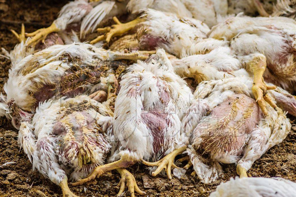 Pile of dead and dying broiler chickens raised for meat on a poultry broiler farm in Maharashtra in India