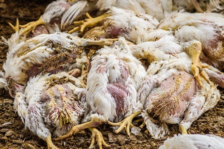 Pile of dead and dying broiler chickens raised for meat on a poultry broiler farm in Maharashtra in India