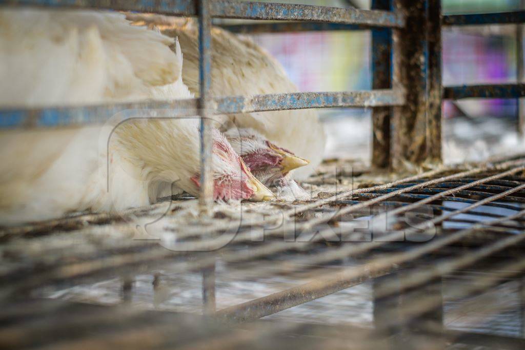 Dead broiler chickens on a truck being transported to slaughter in an urban city