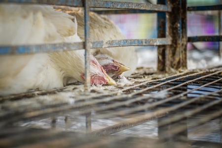 Dead broiler chickens on a truck being transported to slaughter in an urban city