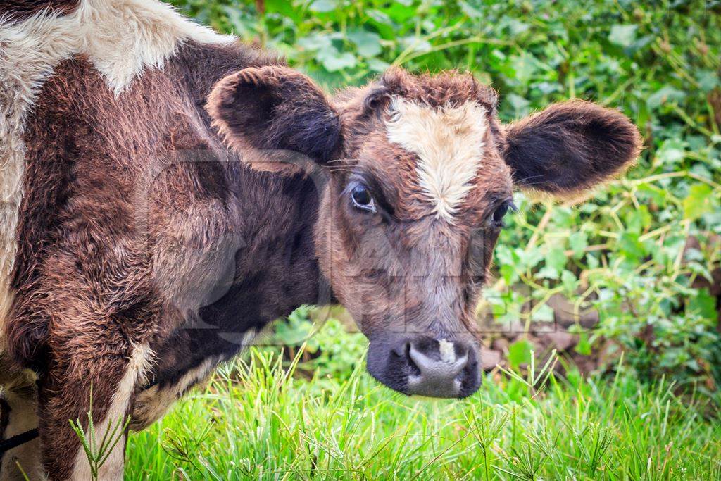 Brown and white cows in a green field in a dairy