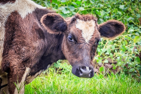 Brown and white cows in a green field in a dairy