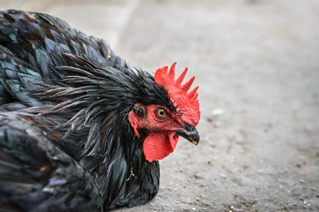 Chickens or hens on sale at Juna Bazaar in Pune