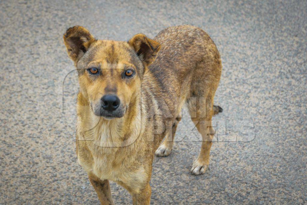 Large stray street dog looking at the camera