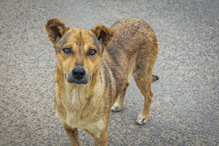 Large stray street dog looking at the camera