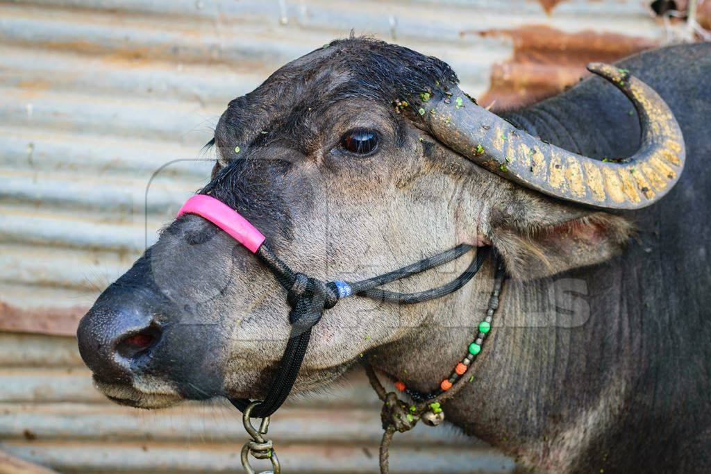 Head of farmed buffalo withhalter on and large horns in an urban dairy