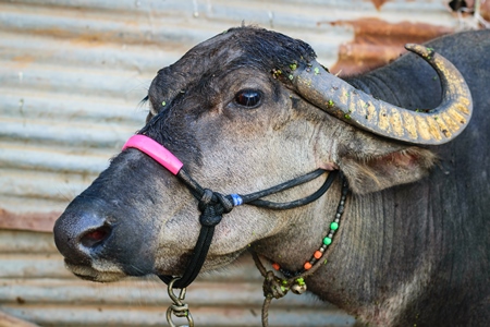 Head of farmed buffalo withhalter on and large horns in an urban dairy