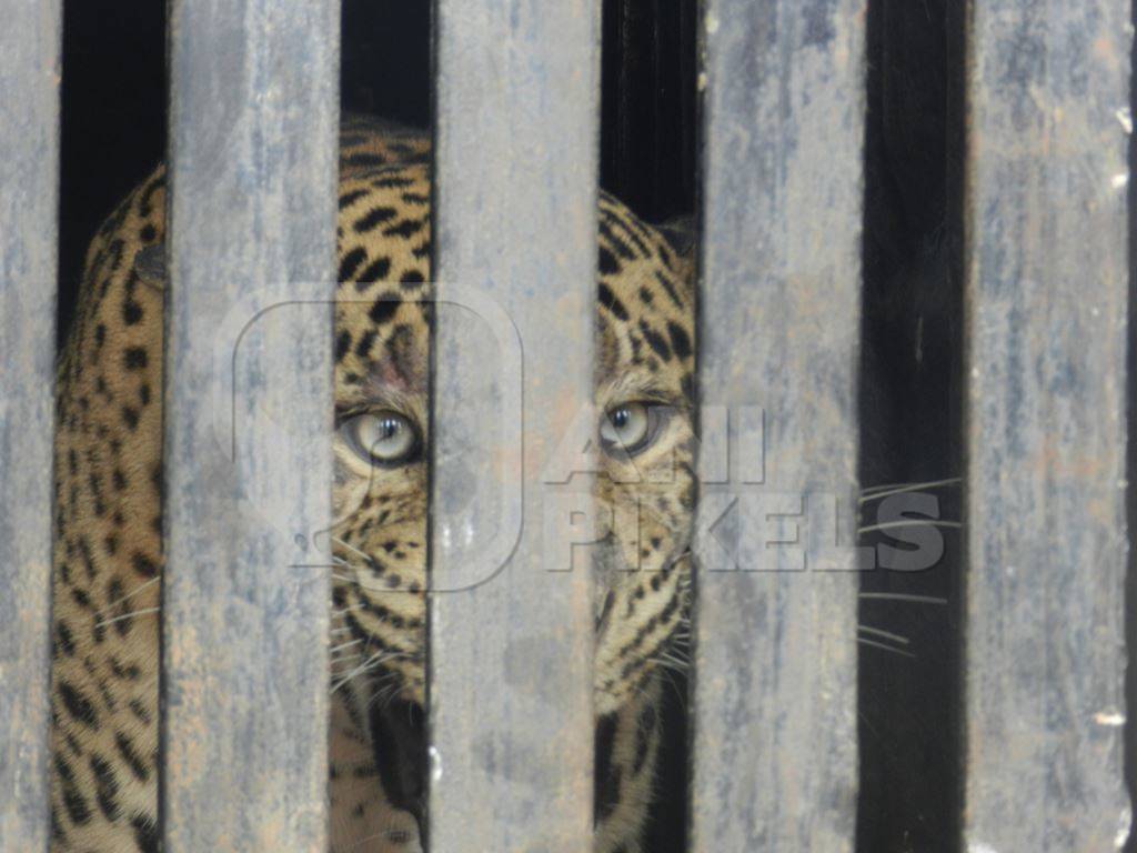 Leopard snarling behind bars in zoo