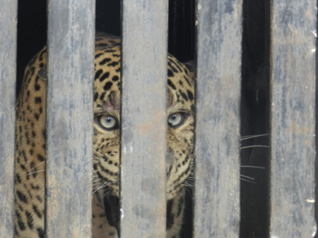Leopard snarling behind bars in zoo