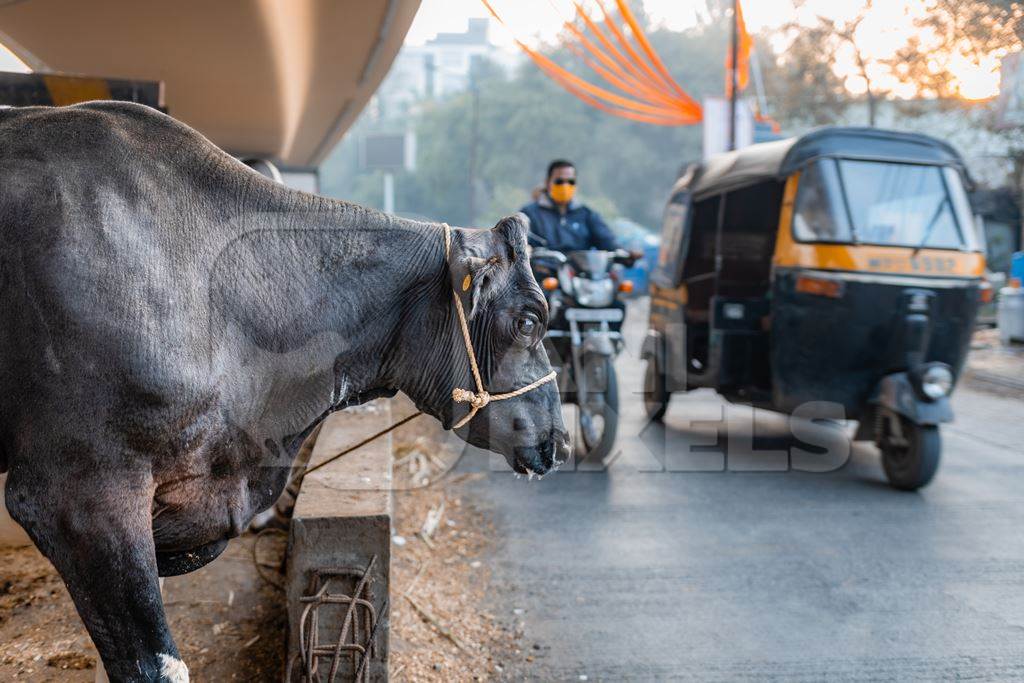 Indian dairy cow tied up on an urban tabela in the divider of a busy road with traffic, Pune, Maharashtra, India, 2024