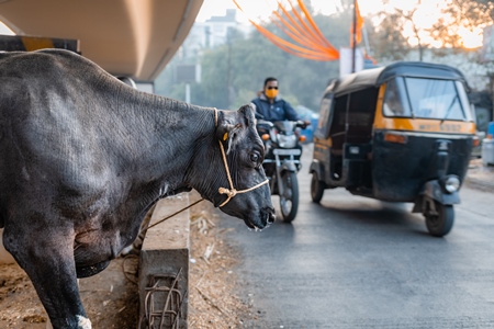 Indian dairy cow tied up on an urban tabela in the divider of a busy road with traffic, Pune, Maharashtra, India, 2024