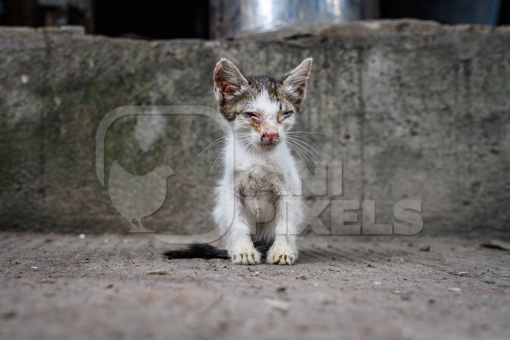 Sick or ill Indian stray kitten or street cat kitten in lane, Pune, Maharashtra, India, 2023