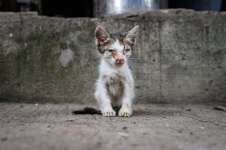 Sick or ill Indian stray kitten or street cat kitten in lane, Pune, Maharashtra, India, 2023