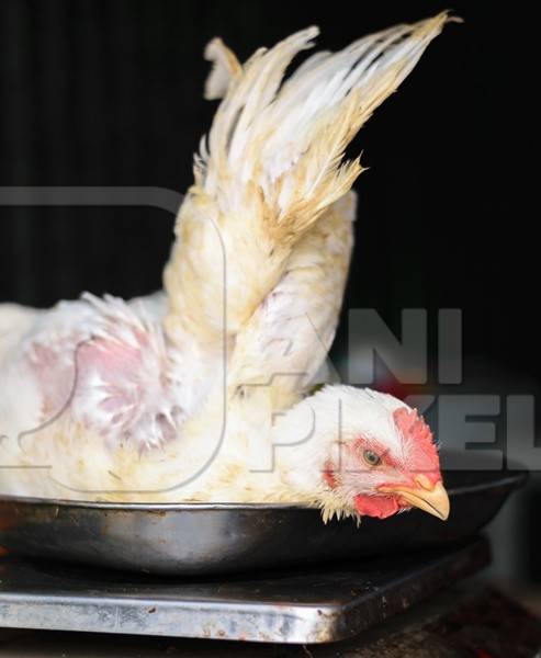 Broiler chicken sitting in a weighing scale at a chicken shop