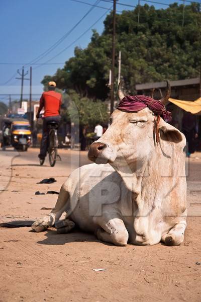 Cow sitting in middle of road with eyes closed