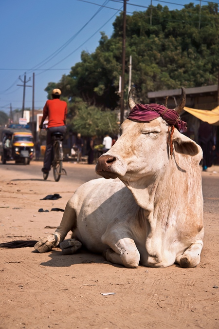 Cow sitting in middle of road with eyes closed