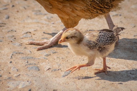 Mother chicken or hen and chick in a village in rural Bihar