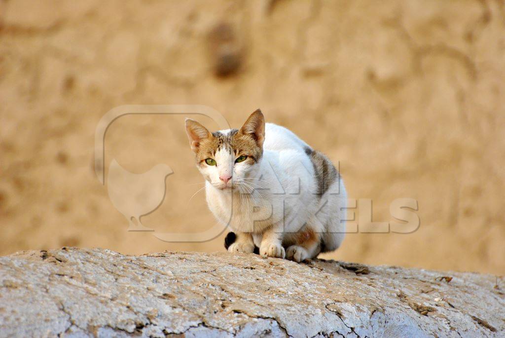 Tabby and white street cat with yellow wall background