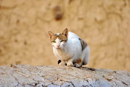 Tabby and white street cat with yellow wall background