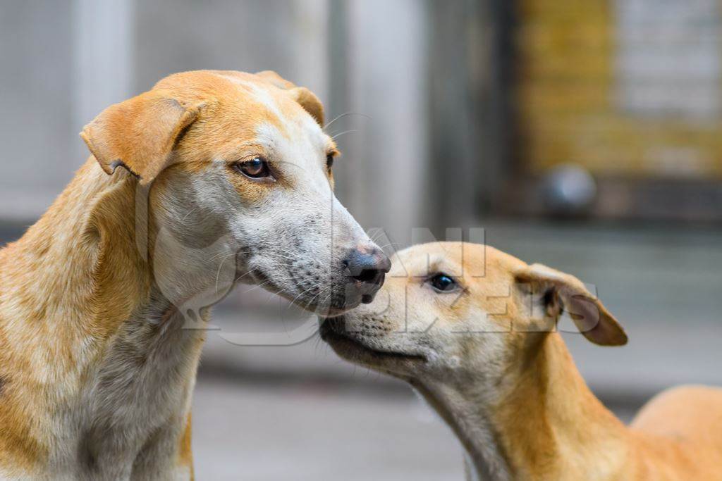 Mother and puppy Indian stray or street pariah dogs on road in urban city of Pune, Maharashtra, India, 2021