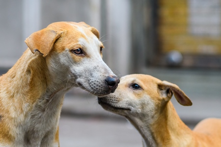 Mother and puppy Indian stray or street pariah dogs on road in urban city of Pune, Maharashtra, India, 2021