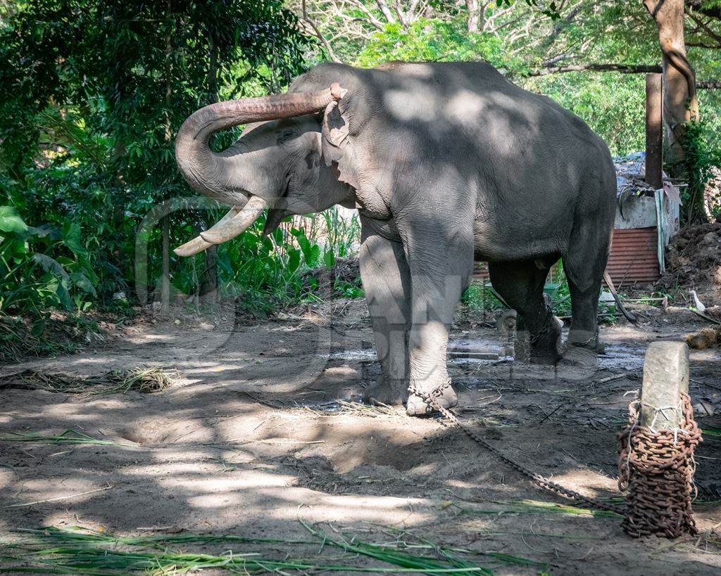 Elephant chained up at Punnathur Kota elephant camp near Guruvayur temple, used for temples and religious festivals