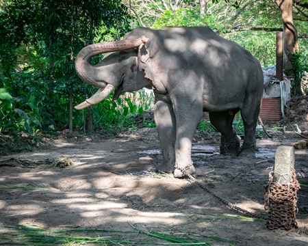 Elephant chained up at Punnathur Kota elephant camp near Guruvayur temple, used for temples and religious festivals