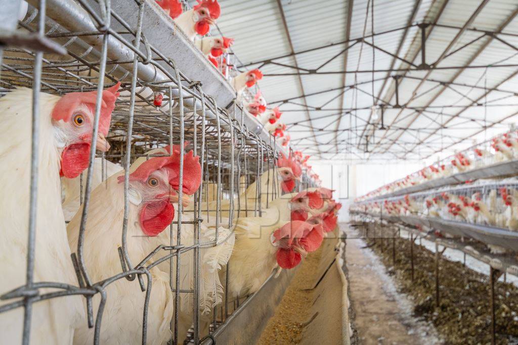 Many layer hens or chickens in battery cages on a poultry layer farm or egg farm in rural Maharashtra, India, 2021