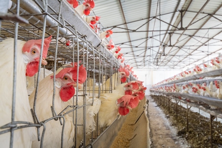 Many layer hens or chickens in battery cages on a poultry layer farm or egg farm in rural Maharashtra, India, 2021