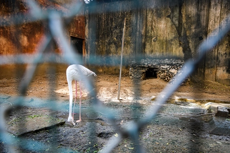 Flamingo in dirty enclosure at Jaipur zoo, Rajasthan, India, 2022