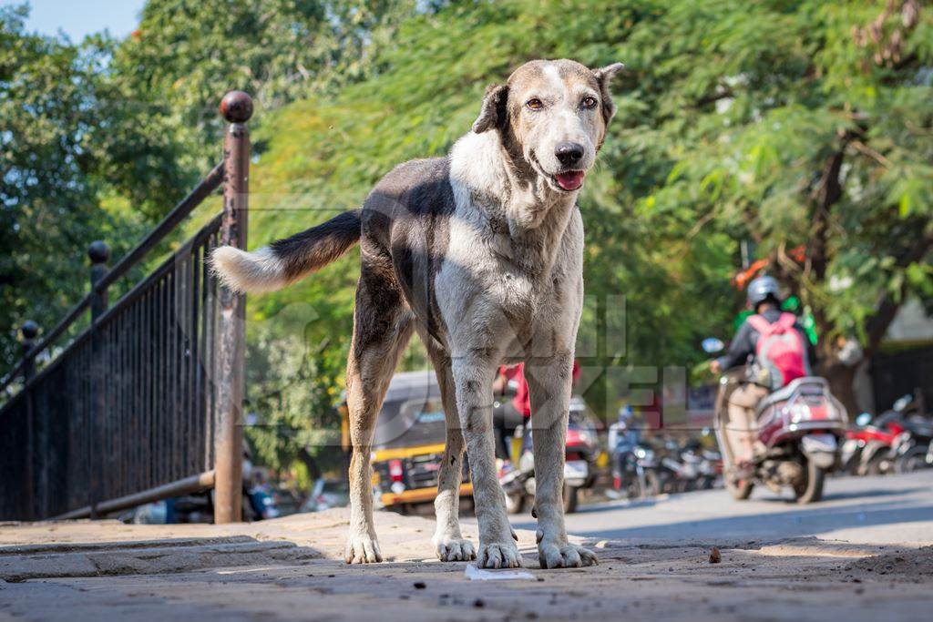 Photo of neutered or spayed Indian street dog or stray dog with notch in ear on the road in urban city in Maharashtra in India, 2020