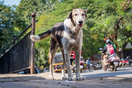 Photo of neutered or spayed Indian street dog or stray dog with notch in ear on the road in urban city in Maharashtra in India, 2020