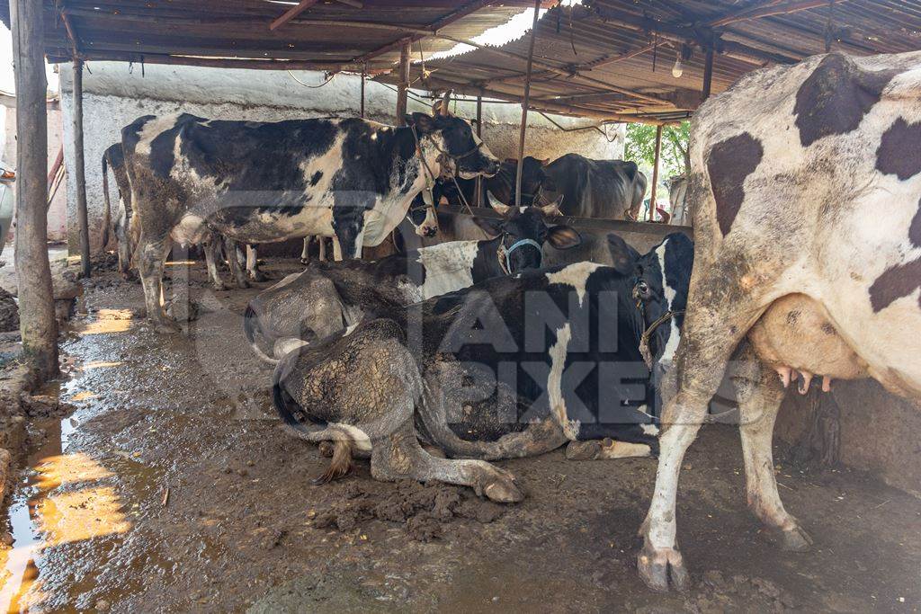 Dairy cows in a dirty stall in an urban dairy