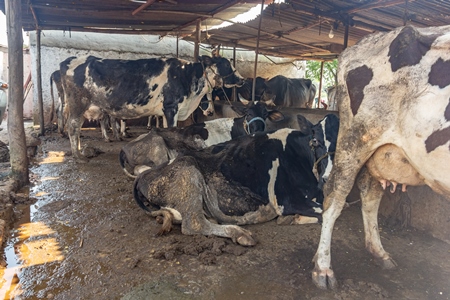 Dairy cows in a dirty stall in an urban dairy