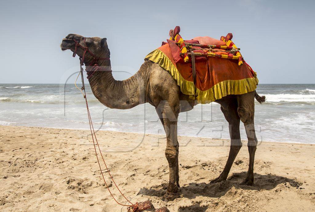 Camel with saddle standing on beach