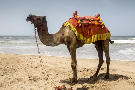 Camel with saddle standing on beach