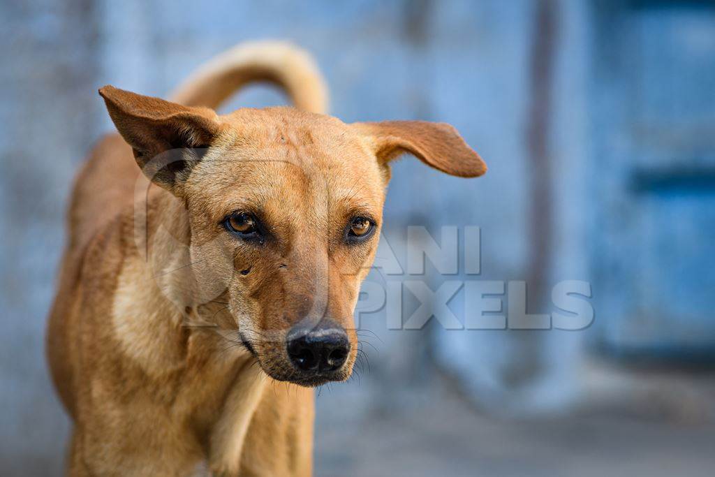 Close up of Indian street dog or stray pariah dog with blue wall background in the urban city of Jodhpur, India, 2022