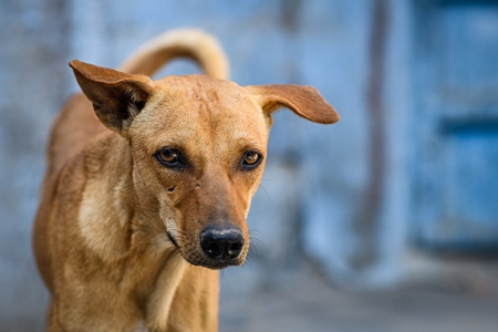 Close up of Indian street dog or stray pariah dog with blue wall background in the urban city of Jodhpur, India, 2022