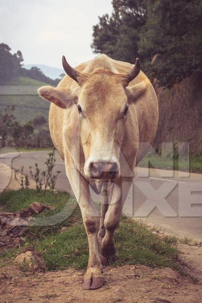 Cow standing on road in the hill station in Munnar