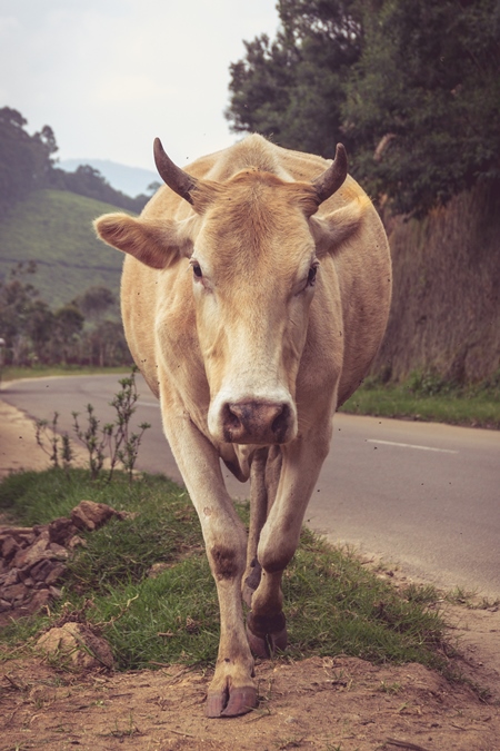 Cow standing on road in the hill station in Munnar