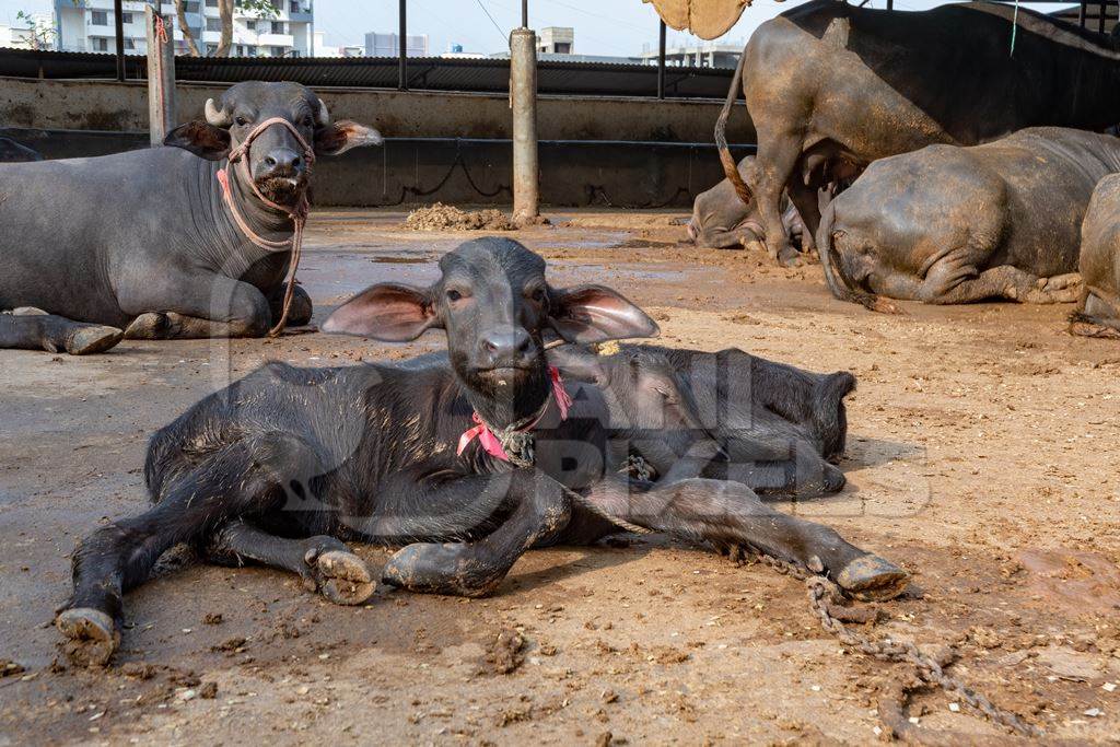 Farmed Indian buffaloes on a dark and crowded urban dairy farm in a city in Maharashtra, India