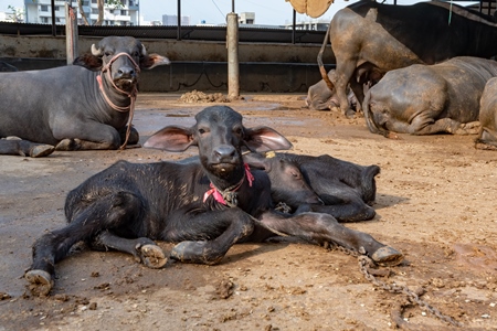 Farmed Indian buffaloes on a dark and crowded urban dairy farm in a city in Maharashtra, India