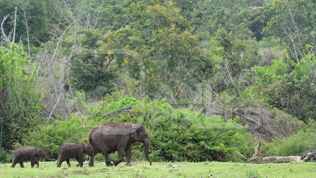 Mother Indian elephant leading two baby elephants