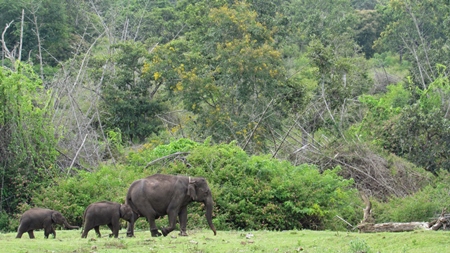 Mother Indian elephant leading two baby elephants