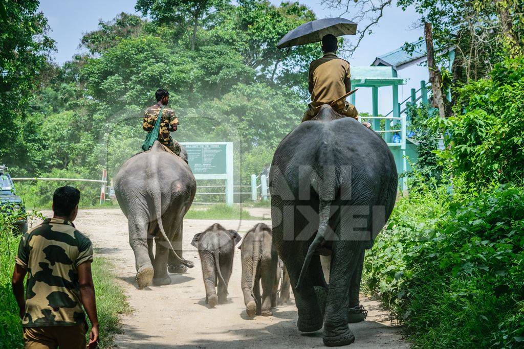 Elephants used for tourist elephant safari rides in Kaziranga National Park