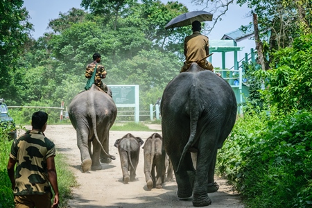 Elephants used for tourist elephant safari rides in Kaziranga National Park