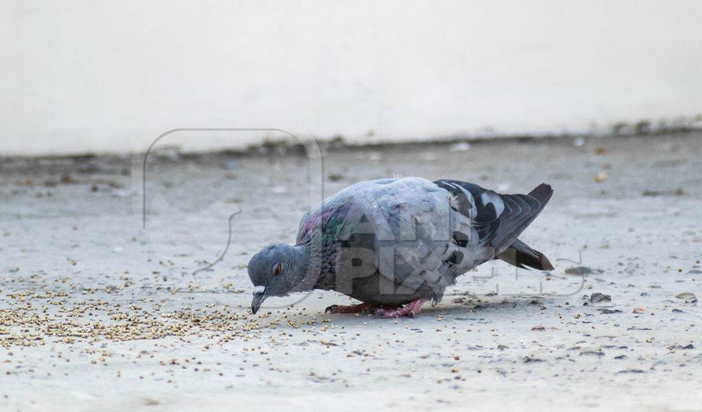 Pigeon eating seed on the ground in an urban city